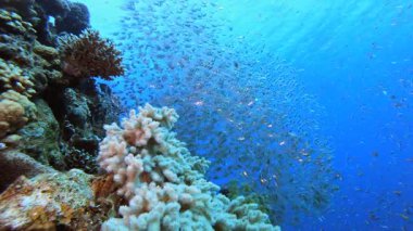 Tropik Mavi Deniz Cam Balığı. Resif mercan sahnesi. Mercan bahçesi deniz manzarası. Renkli tropikal resifler. Canlı mercan bahçesi.