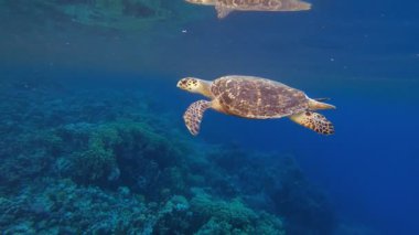 Deniz kaplumbağası nefesi yansıması. Sualtı tropikal şahin gagalı deniz kaplumbağası (Eretmochelys imbricata). Su altı balık resifi denizcisi. Tropik renkli sualtı deniz manzarası. Resif mercan sahnesi.