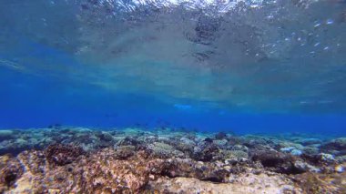 Tropikal resif dalgaları. Tropik mavi su. Deniz dalgaları. Mavi su arka planı. Yüzey deniz suyu. Mavi turkuaz deniz dalgaları.