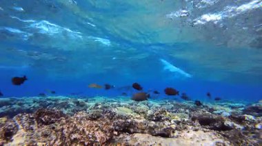 Dalgalarla sürüklenen balıklar. Tropik mavi su. Deniz dalgaları. Mavi su arka planı. Yüzey deniz suyu. Mavi turkuaz deniz dalgaları.