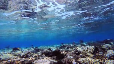 Dalgalar ve Tropik Balıklar. Tropik mavi su. Deniz dalgaları. Mavi su arka planı. Yüzey deniz suyu. Mavi turkuaz deniz dalgaları.