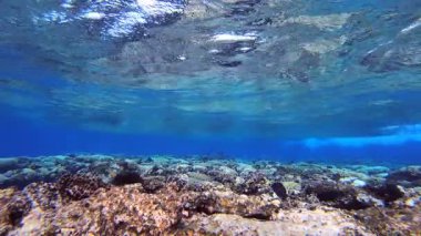 Sualtı Dalgaları Balığı. Tropik mavi su. Deniz dalgaları. Mavi su arka planı. Yüzey deniz suyu. Mavi turkuaz deniz dalgaları.