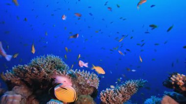 Sualtı Dünya Hayatı. Balık manzarası. Yumuşak sert mercanlar deniz manzarası. Canlı mercan bahçesi. Renkli sualtı atmosferi. Güzel yumuşak mercan. Deniz mercan resifi.