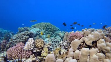 Sualtı Tropikal Resifi. Canlı mercan bahçesi. Renkli sualtı atmosferi. Güzel yumuşak mercan. Deniz mercan resifi.