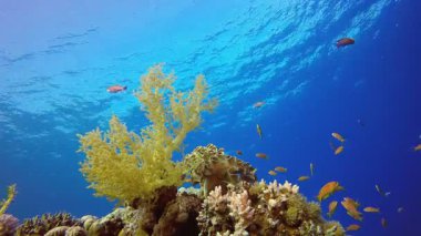 Sualtı Tropikal Resifi. Tropik renkli sualtı deniz manzarası. Su altı balık bahçesi resifi. Resif mercan sahnesi. Mercan bahçesi deniz manzarası.