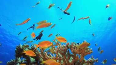 Sualtı Tropikal Mavi Deniz. Tropik renkli sualtı deniz manzarası. Su altı balık bahçesi resifi. Resif mercan sahnesi. Mercan bahçesi deniz manzarası.