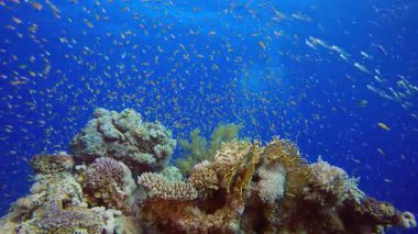 Su altı Dünya Hayatı. Tropik renkli sualtı deniz manzarası. Su altı balık bahçesi resifi. Resif mercan sahnesi. Mercan bahçesi deniz manzarası.