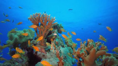 Su altı Dünya Hayatı. Tropik renkli sualtı deniz manzarası. Su altı balık bahçesi resifi. Resif mercan sahnesi. Mercan bahçesi deniz manzarası.