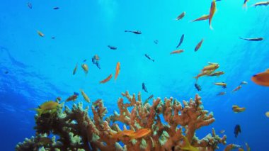 Sualtı Tropikal Hayatı. Tropik renkli sualtı deniz manzarası. Su altı balık bahçesi resifi. Resif mercan sahnesi. Mercan bahçesi deniz manzarası.