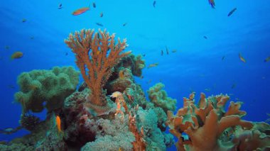 Su altı Dünya Hayatı. Tropik renkli sualtı deniz manzarası. Su altı balık bahçesi resifi. Resif mercan sahnesi. Mercan bahçesi deniz manzarası.