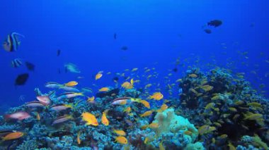 Su altı Mercan Resifi. Tropik renkli sualtı deniz manzarası. Su altı balık bahçesi resifi. Resif mercan sahnesi. Mercan bahçesi deniz manzarası.