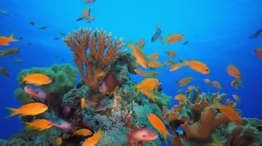 Su altı mercanı. Tropik renkli sualtı deniz manzarası. Su altı balık bahçesi resifi. Resif mercan sahnesi. Mercan bahçesi deniz manzarası.