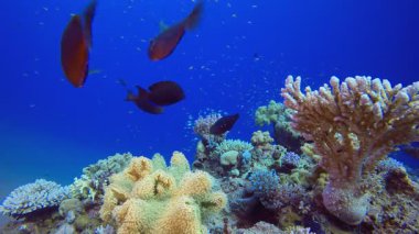 Su altı mercanı. Tropik renkli sualtı deniz manzarası. Su altı balık bahçesi resifi. Resif mercan sahnesi. Mercan bahçesi deniz manzarası.