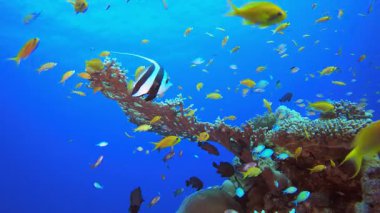Su altı Denizi. Tropik renkli sualtı deniz manzarası. Su altı balık bahçesi resifi. Resif mercan sahnesi. Mercan bahçesi deniz manzarası.