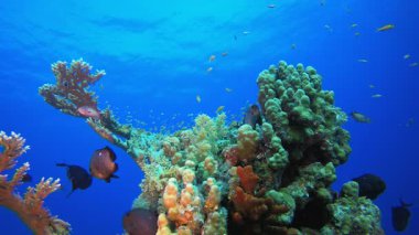 Sualtı Sahnesi Denizcilik Dünyası. Tropik renkli sualtı deniz manzarası. Su altı balık bahçesi resifi. Resif mercan sahnesi. Mercan bahçesi deniz manzarası.