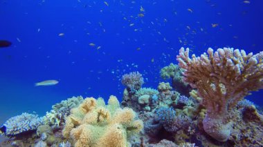 Sualtı Sahnesi Deniz Hayatı. Tropik renkli sualtı deniz manzarası. Su altı balık bahçesi resifi. Resif mercan sahnesi. Mercan bahçesi deniz manzarası.