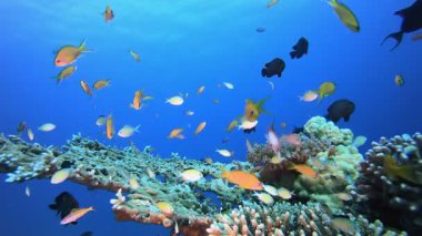 Su altı Deniz Resifi. Tropik renkli sualtı deniz manzarası. Su altı balık bahçesi resifi. Resif mercan sahnesi. Mercan bahçesi deniz manzarası.