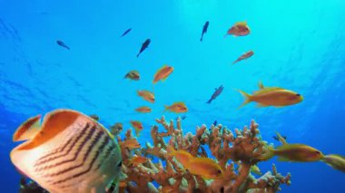 Sualtı Balığı. Tropik renkli sualtı deniz manzarası. Su altı balık bahçesi resifi. Resif mercan sahnesi. Mercan bahçesi deniz manzarası.