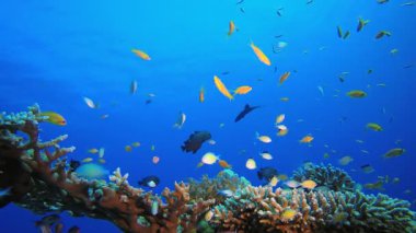 Sualtı Balığı. Tropik renkli sualtı deniz manzarası. Su altı balık bahçesi resifi. Resif mercan sahnesi. Mercan bahçesi deniz manzarası.