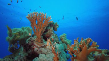 Sualtı Sahne Mercan Resifi. Tropik renkli sualtı deniz manzarası. Su altı balık bahçesi resifi. Resif mercan sahnesi. Mercan bahçesi deniz manzarası.