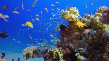 Sualtı Sahne Mercan Resifi. Tropik renkli sualtı deniz manzarası. Su altı balık bahçesi resifi. Resif mercan sahnesi. Mercan bahçesi deniz manzarası.