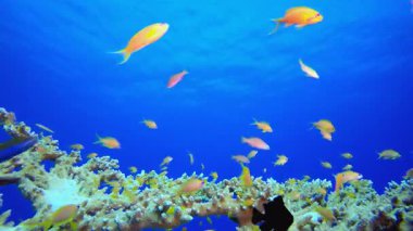 Sualtı Sahnesi Mavi Deniz. Tropik renkli sualtı deniz manzarası. Su altı balık bahçesi resifi. Resif mercan sahnesi. Mercan bahçesi deniz manzarası.