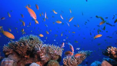 Sualtı Sahnesi. Tropik renkli sualtı deniz manzarası. Su altı balık bahçesi resifi. Resif mercan sahnesi. Mercan bahçesi deniz manzarası.