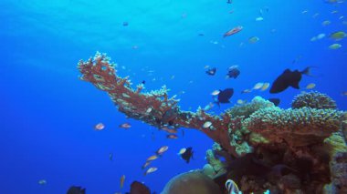 Sualtı Sahnesi. Tropik renkli sualtı deniz manzarası. Su altı balık bahçesi resifi. Resif mercan sahnesi. Mercan bahçesi deniz manzarası.