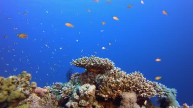 Sualtı Sahnesi. Tropik renkli sualtı deniz manzarası. Su altı balık bahçesi resifi. Resif mercan sahnesi. Mercan bahçesi deniz manzarası.
