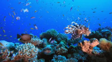 Su altı resifi. Tropik renkli sualtı deniz manzarası. Su altı balık bahçesi resifi. Resif mercan sahnesi. Mercan bahçesi deniz manzarası.