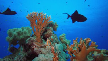 Sualtı Turuncu Balık Resifi. Tropik renkli sualtı deniz manzarası. Su altı balık bahçesi resifi. Resif mercan sahnesi. Mercan bahçesi deniz manzarası.