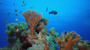Sualtı Deniz Hayatı. Tropik renkli sualtı deniz manzarası. Su altı balık bahçesi resifi. Resif mercan sahnesi. Mercan bahçesi deniz manzarası.