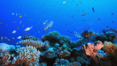 Sualtı Aslan Balığı Dansı. Tropik renkli sualtı deniz manzarası. Su altı balık bahçesi resifi. Resif mercan sahnesi. Mercan bahçesi deniz manzarası.
