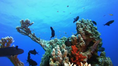 Sualtı Yaşam Balığı. Tropik renkli sualtı deniz manzarası. Su altı balık bahçesi resifi. Resif mercan sahnesi. Mercan bahçesi deniz manzarası.