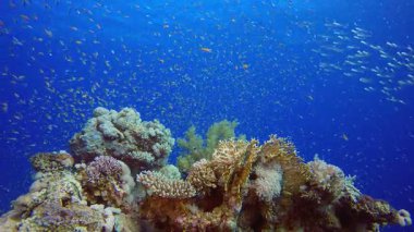 Sualtı Mutlu Portakal Balığı. Tropik renkli sualtı deniz manzarası. Su altı balık bahçesi resifi. Resif mercan sahnesi. Mercan bahçesi deniz manzarası.
