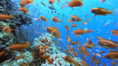Su altı cam balığı. Tropik renkli sualtı deniz manzarası. Su altı balık bahçesi resifi. Resif mercan sahnesi. Mercan bahçesi deniz manzarası.