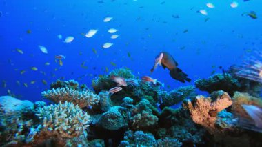 Sualtı Bahçesi. Tropik renkli sualtı deniz manzarası. Su altı balık bahçesi resifi. Resif mercan sahnesi. Mercan bahçesi deniz manzarası.