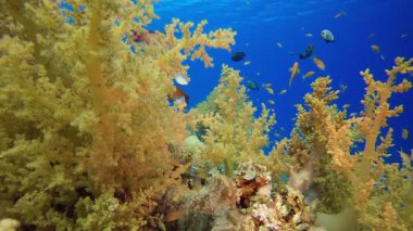 Sualtı Bahçesi. Tropik renkli sualtı deniz manzarası. Su altı balık bahçesi resifi. Resif mercan sahnesi. Mercan bahçesi deniz manzarası.
