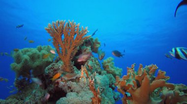 Sualtı Balık Portakalı. Tropik renkli sualtı deniz manzarası. Su altı balık bahçesi resifi. Resif mercan sahnesi. Mercan bahçesi deniz manzarası.