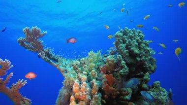 Su altı Balık Mercan Bahçesi. Tropik renkli sualtı deniz manzarası. Su altı balık bahçesi resifi. Resif mercan sahnesi. Mercan bahçesi deniz manzarası.