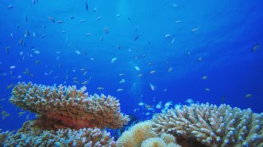 Sualtı dalgıcı. Tropik renkli sualtı deniz manzarası. Su altı balık bahçesi resifi. Resif mercan sahnesi. Mercan bahçesi deniz manzarası.