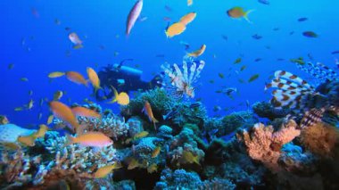 Sualtı dalgıcı. Tropik renkli sualtı deniz manzarası. Su altı balık bahçesi resifi. Resif mercan sahnesi. Mercan bahçesi deniz manzarası.