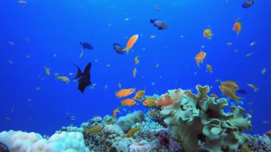 Su altı Renkli Resif Balığı. Tropik renkli sualtı deniz manzarası. Su altı balık bahçesi resifi. Resif mercan sahnesi. Mercan bahçesi deniz manzarası.