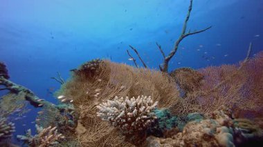 Sualtı Renkli Bahçesi. Tropik renkli sualtı deniz manzarası. Su altı balık bahçesi resifi. Resif mercan sahnesi. Mercan bahçesi deniz manzarası.