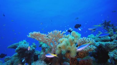 Su altı Renkli Balık. Tropik renkli sualtı deniz manzarası. Su altı balık bahçesi resifi. Resif mercan sahnesi. Mercan bahçesi deniz manzarası.