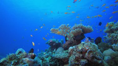 Su altı Güzel Sahne. Tropik renkli sualtı deniz manzarası. Su altı balık bahçesi resifi. Resif mercan sahnesi. Mercan bahçesi deniz manzarası.