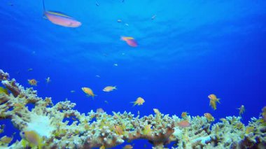 Su altı Güzel Sahne. Tropik sualtı balığı. Su altı balık resifi denizcisi. Su altı deniz balığı. Mercan bahçesi deniz manzarası. Resif mercan sahnesi.