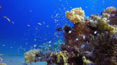 Su altı Güzel Sahne. Tropik sualtı balığı. Su altı balık resifi denizcisi. Su altı deniz balığı. Mercan bahçesi deniz manzarası. Resif mercan sahnesi.