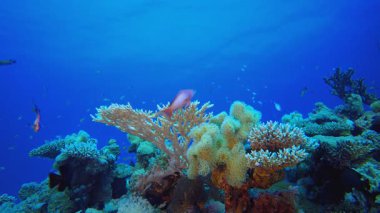 Su altında Güzel Mercan. Tropik sualtı balığı. Su altı balık resifi denizcisi. Su altı deniz balığı. Mercan bahçesi deniz manzarası. Resif mercan sahnesi.