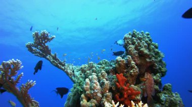 Sualtı Arka plan Balığı. Tropik sualtı balığı. Su altı balık resifi denizcisi. Su altı deniz balığı. Mercan bahçesi deniz manzarası. Resif mercan sahnesi.